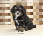 Image preview for Ad Listing. Nickname: Romeo