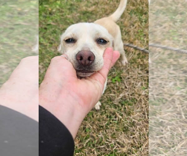Medium Photo #7 Chihuahua-Unknown Mix Puppy For Sale in Wakefield, RI, USA