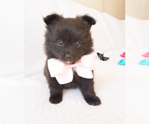 Pomeranian Puppy for sale in HOFFMAN EST, IL, USA