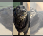 Small Photo #2 Labrador Retriever-Unknown Mix Puppy For Sale in San Diego, CA, USA