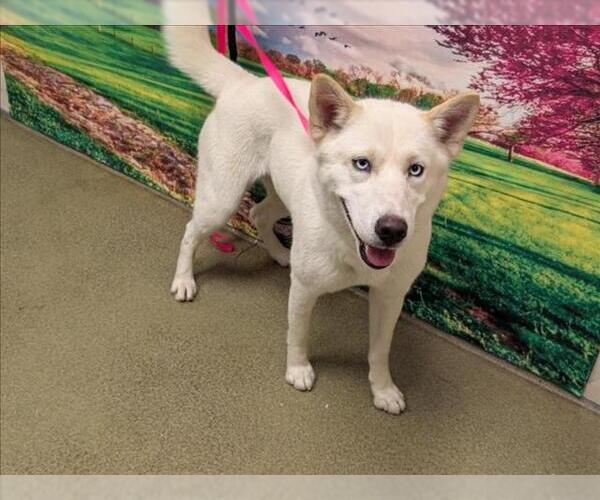 Medium Photo #1 Siberian Husky-Unknown Mix Puppy For Sale in Moreno Valley, CA, USA
