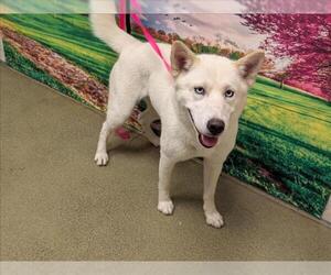 Siberian Husky-Unknown Mix Dogs for adoption in Moreno Valley, CA, USA