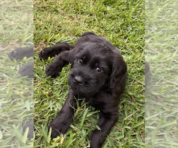 Medium Photo #26 Doodle-Goldendoodle Mix Puppy For Sale in DADE CITY, FL, USA
