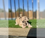 Small #1 French Bulldog
