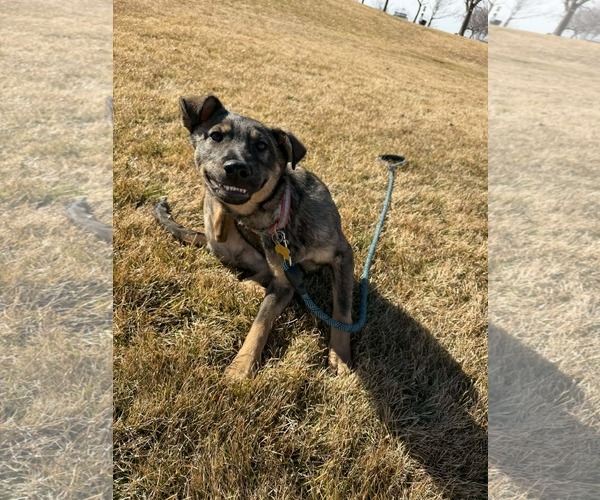 Medium Photo #11 Mutt Puppy For Sale in Sandy, UT, USA