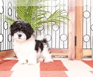 Mal-Shi-Shih Tzu Mix Puppy for sale in NAPLES, FL, USA