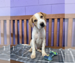 Small #1 Mutt
