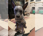 Small #9 Australian Cattle Dog