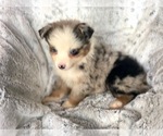 Small Photo #4 Miniature Australian Shepherd Puppy For Sale in OXFORD, CT, USA