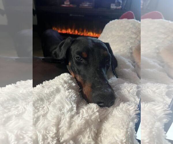Medium Photo #8 Doberman Pinscher Puppy For Sale in Buffalo, MN, USA