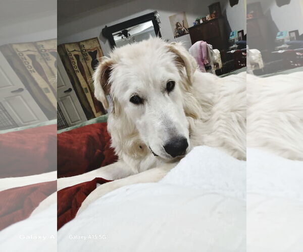 Medium Photo #10 Great Pyredane Puppy For Sale in Spring, TX, USA