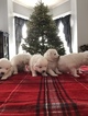 Small Photo #3 Samoyed Puppy For Sale in ROCHESTER, NY, USA