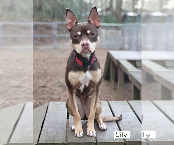 Medium Photo #6 Mutt Puppy For Sale in Ellijay, GA, USA