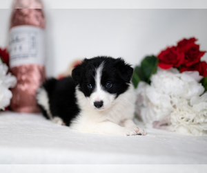 Border Collie Puppy for sale in CONWAY, MO, USA