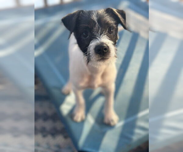 Medium Photo #3 Mutt Puppy For Sale in Boston, MA, USA