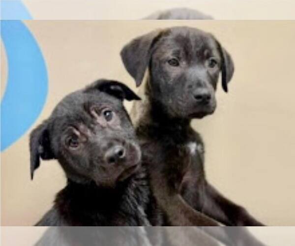 Medium Photo #4 Mutt Puppy For Sale in Mount Laurel, NJ, USA