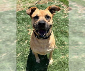 Amber - Female Boxer-Unknown Mix Dog for Adoption - Photo #2