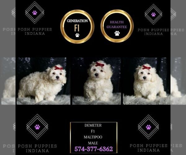 Medium Photo #75 Maltipoo (Miniature) Puppy For Sale in WARSAW, IN, USA