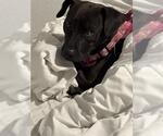 Small #1 American Staffordshire Terrier-Rhodesian Ridgeback Mix
