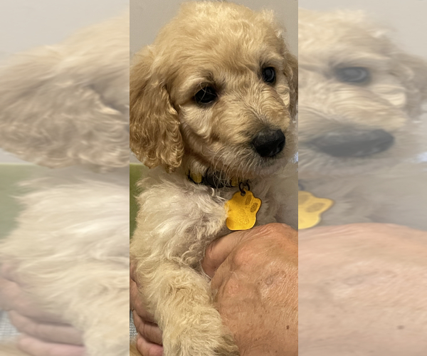 Medium Photo #1 Double Doodle Puppy For Sale in DELAWARE, AR, USA