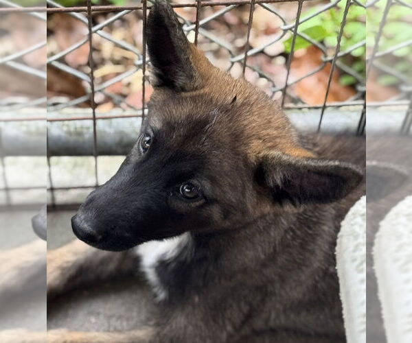 Medium Photo #2 Huskies -Unknown Mix Puppy For Sale in Imlay City, MI, USA
