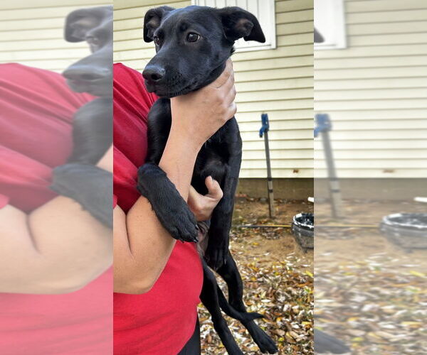 Medium Photo #4 Labrador Retriever-Unknown Mix Puppy For Sale in Boston, MA, USA