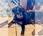 Small #7 Doberman Pinscher