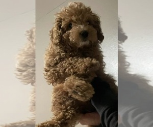 Maltipoo Puppy for sale in CREST HILL, IL, USA