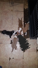 American Pit Bull Terrier Puppy for sale in COSHOCTON, OH, USA