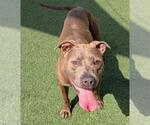Small #6 American Pit Bull Terrier Mix