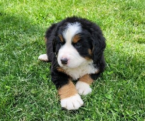 Bernese Mountain Dog Puppy for Sale in WARREN, Michigan USA