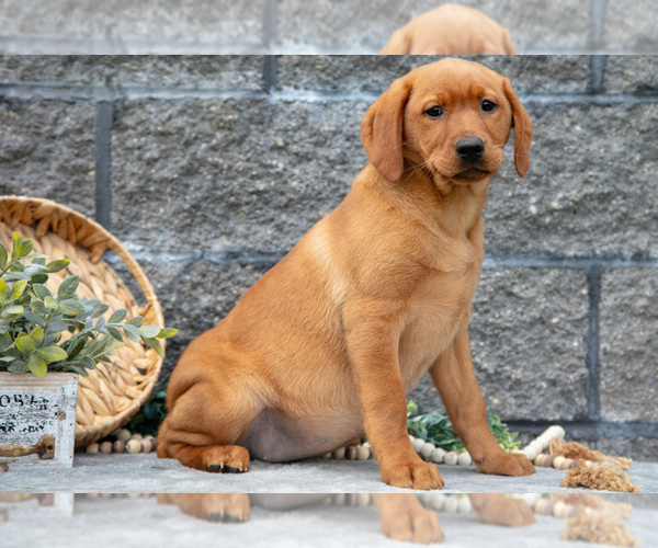 Medium Photo #51 Labrador Retriever Puppy For Sale in MILLERSBURG, OH, USA