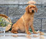 Small Photo #51 Labrador Retriever Puppy For Sale in MILLERSBURG, OH, USA