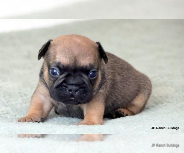 Medium Photo #5 French Bulldog Puppy For Sale in WINNSBORO, TX, USA