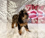 Small #1 Bernedoodle (Miniature) (+ Poodle Miniature)
