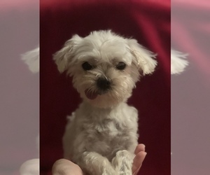 Maltese Dog for Adoption in ANDERSON, South Carolina USA