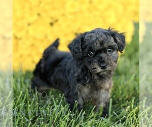 Poodle (Toy) Puppy for sale in CHRISTIANA, PA, USA