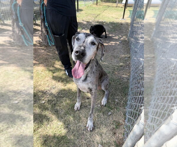 Medium Photo #1 Great Dane Puppy For Sale in Bullard, TX, USA