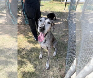 Great Dane Dogs for adoption in Bullard, TX, USA