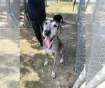 Small Great Dane