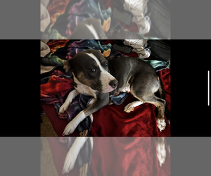 Mother of the Boxador-Bullboxer Pit Mix puppies born on 10/01/2025