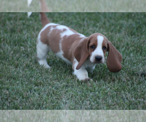 Medium Photo #40 Basset Hound Puppy For Sale in MEMPHIS, MO, USA