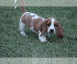 Small Photo #40 Basset Hound Puppy For Sale in MEMPHIS, MO, USA
