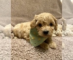 Small Photo #5 Maltipoo Puppy For Sale in PORTERVILLE, CA, USA