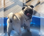 Small Photo #1 Pug Puppy For Sale in AFTON, WY, USA