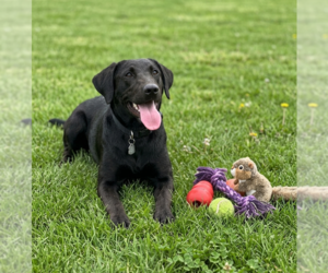 Labrador Retriever-Unknown Mix Dogs for adoption in Genesee, WI, USA