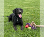 Small Labrador Retriever Mix