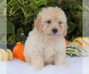 Goldendoodle-Poodle (Miniature) Mix Puppy for sale in FREDERICKSBG, OH, USA