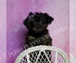 Small Photo #7 Yorkipoo Puppy For Sale in WARSAW, IN, USA