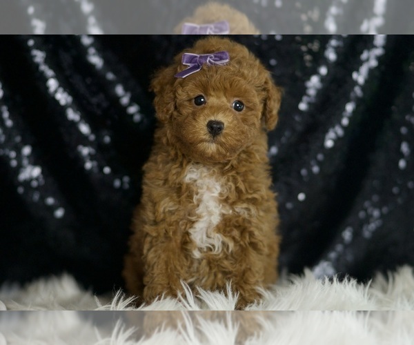 Medium Photo #4 Maltipoo Puppy For Sale in WARSAW, IN, USA